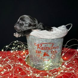 Cinderella - Black female Newfoundland puppy in Tully, New York from Bear Paw Newfoundlands