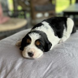 Maverick - Black white and tan English Springer Spaniel puppy in Hillsboro, Virginia from Hillsboro Springers