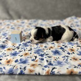 Boy 1 - Biewer Terrier puppy from Little Bear Creek Biewers