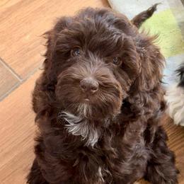 Peep - Chocolate - Chocolate female Australian Labradoodle puppy in Beecher, Illinois from Erica’s Doodles