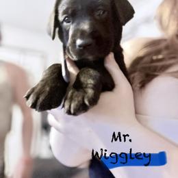 Mr. Wiggly Blue collar, Male - Black male Labrador Retriever puppy in Moore, Oklahoma from Okiehuntinboyz Labrador Retrievers