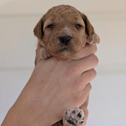Cinnamon - Apricot female Poodle puppy in Midland, North Carolina from Alger Farm, LLC