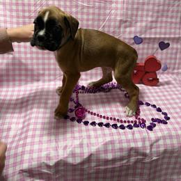 Blue - Fawn male Boxer puppy in Caledonia, North Dakota from Goose River Boxers Co