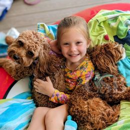 Cavapoo Puppies from Carolina Springs Breeding