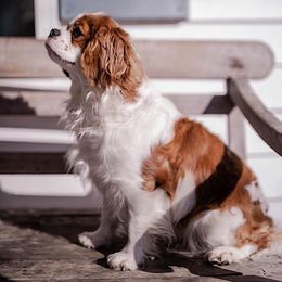 Cavalier King Charles Spaniels from Cane Creek Cavaliers