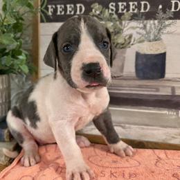 Pink Female - Harlequin female Great Dane puppy in Carencro, Louisiana from Halsey Danes