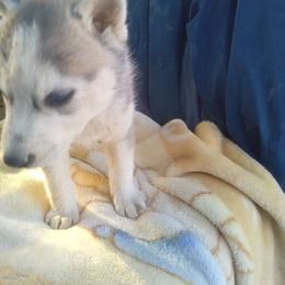 Wilson - Gray and white male Siberian Husky puppy in Lancaster, California from The Huskies Sanctuary