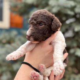 Parti boy - male Bernedoodle puppy in Blue Springs, Missouri from Jeanie’s Doodles