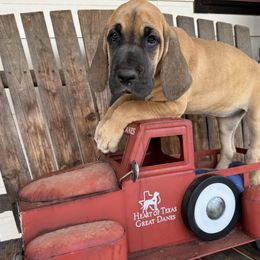 Orange collar, golden fawn - Fawn female Great Dane puppy in Wimberley, Texas from Heart of Texas Great Danes
