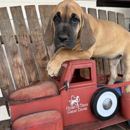 Orange collar, golden fawn - Fawn female Great Dane puppy in Wimberley, Texas from Heart of Texas Great Danes