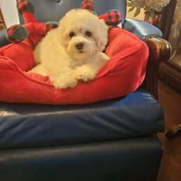 Bella - White and buff female Bichon Frise puppy in Chatham, Illinois from Bichon Frise Partnership