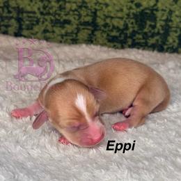 Eppi - Cream female Dachshund puppy in Lexington, Oklahoma from BooneDox Miniature Dachshunds