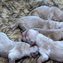 Golden Retriever puppies from Renko Kennel