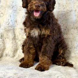 Frida - Chocolate female Australian Labradoodle puppy in Anderson, California from Shaggy Doodles