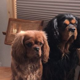Tag - Cavalier King Charles Spaniel