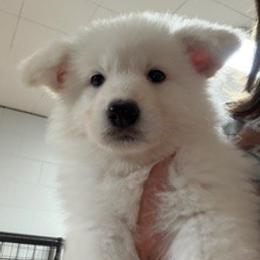 Boy 5 - White male German Shepherd puppy in Valley Springs, South Dakota from Von Pasch German Shepherds