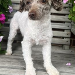 Aussiedoodles and Cavapoos from Sharp’s Paws & Pups