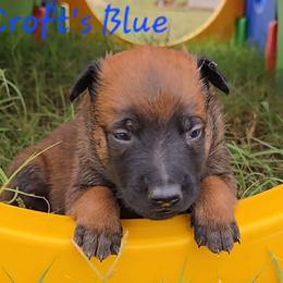 Croft's Blue - Mahogany male Belgian Malinois puppy in Berry, Alabama from North River k9