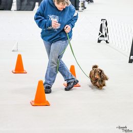 Dachshund All Grown Up from Kenmar Hounds