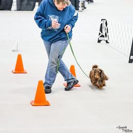 Dachshund All Grown Up from Kenmar Hounds