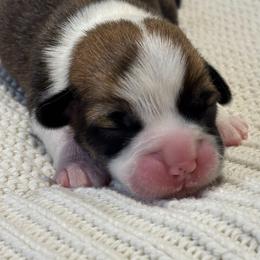 Arwen - Red female Pembroke Welsh Corgi puppy in Boones Mill, Virginia from Cahas Corgis of Virginia