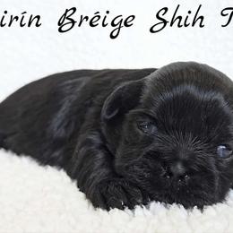 COCO - Black female Shih Tzu puppy in Las Vegas, Nevada from Beirin Breige Shih Tzus