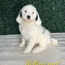 Yellow girl - White female Bernedoodle puppy in Modesto, California from Two Doods Doodles