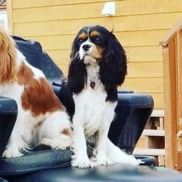 Cavalier King Charles Spaniels from SanS Cavaliers