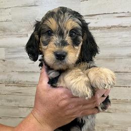 Goldendoodle Puppies from Cane Creek Goldendoodles