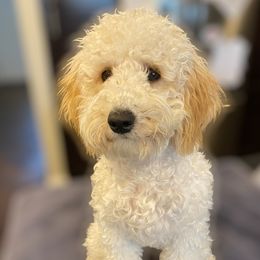 Brandi  - Poodle