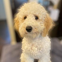 Brandi  - Poodle