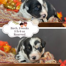 Birch - Blue merle male Australian Shepherd puppy in Marshall, Virginia from Greywood Farm Aussies