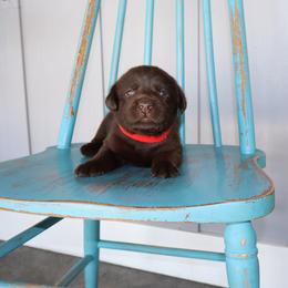 Briar - Chocolate male Labrador Retriever puppy in Camden, Indiana from Camden's Caring Canines