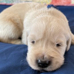 Mr. Dark Blue - Light golden male Golden Retriever puppy in Brentwood, California from Golden M Family Farms