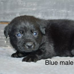 Blue male - Black male Labrador Retriever puppy in Mississippi from Sure Shot English Labs