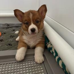 Maple - Red and white female American Corgi puppy in Register, Florida from Southern Georgia Corgi Loafs