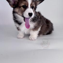 Oak - Sable male Pembroke Welsh Corgi puppy in Elberta, Utah from 3F Farms- Pembroke Welsh Corgis and Irish Wolfhounds