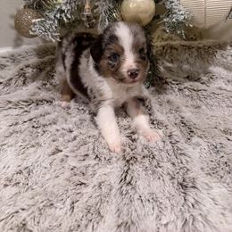 Gray - Blue merle male Miniature Australian Shepherd puppy in Robertsdale, Alabama from Lighthouse Aussies