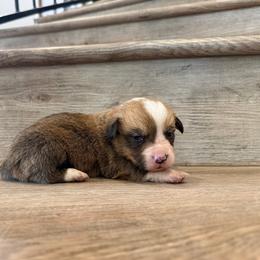 Cheddar - Red and white male American Corgi puppy in Pahrump, Nevada from Desert Sunset Corgis