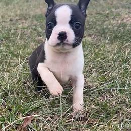 Clint - Black and white male Boston Terrier puppy in Fillmore, Illinois from Wind Hill Puppies
