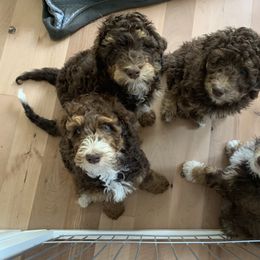 Aussiedoodle Puppies from Salt Creek Doodles