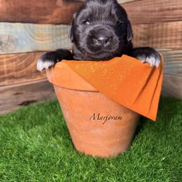 Marjoram - Black female Newfoundland puppy in Tully, New York from Bear Paw Newfoundlands
