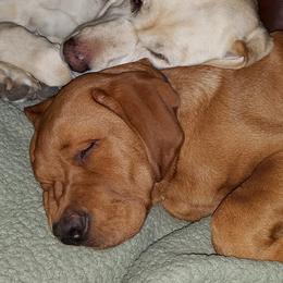 Labrador Retrievers from Gentry Labs