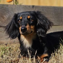 Dachshunds from Davidson Ranch Dachshunds