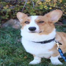 Rosy - Cardigan Welsh Corgi