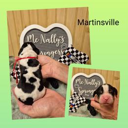 Martinsville - Black white and tan male English Springer Spaniel puppy in Freeland, Michigan from McNally's Springer Spaniels