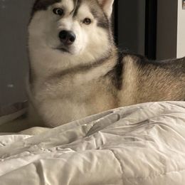 German Shepherd and Siberian Husky Puppies from Sstar