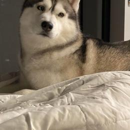German Shepherd and Siberian Husky Puppies from Sstar