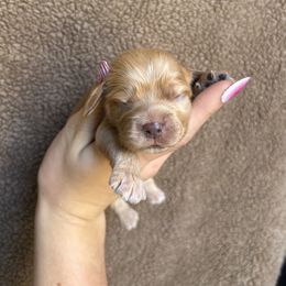 Norman - Red female Cockapoo puppy in Indiana from muddy boots cocker spaniels and cockapoos