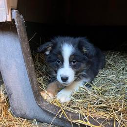 Peppermint - Black tri-color female Australian Shepherd puppy in Kentland, Indiana from Pine Grove Aussies